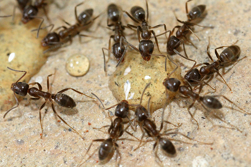 aceto, peperoncino e caffè: i rimedi naturali per combattere le formiche in casa