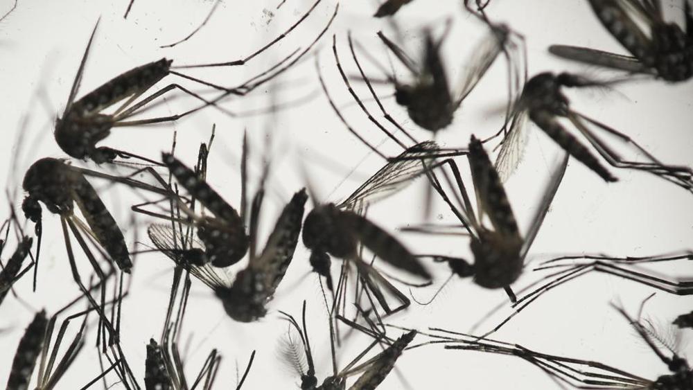 oms - il virus zika si sta diffondendo in maniera esplosiva.