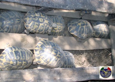 la forestale sequestra 18 esemplari di tartarughe 