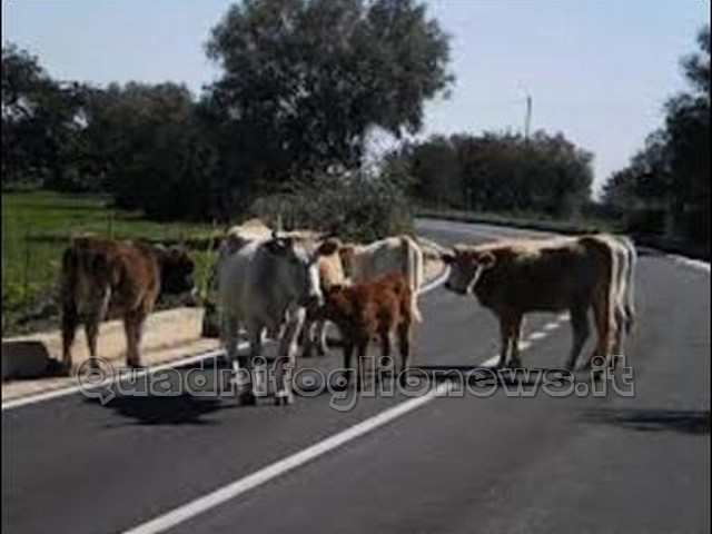 paura stamattina per dei bovini sull' autostrada tra patti e brolo