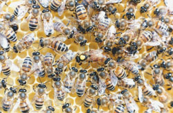 l'allarme dello sciame di api nel paese, è rientrato in poco tempo